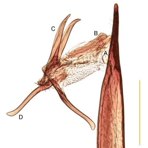 Heterothops minutus